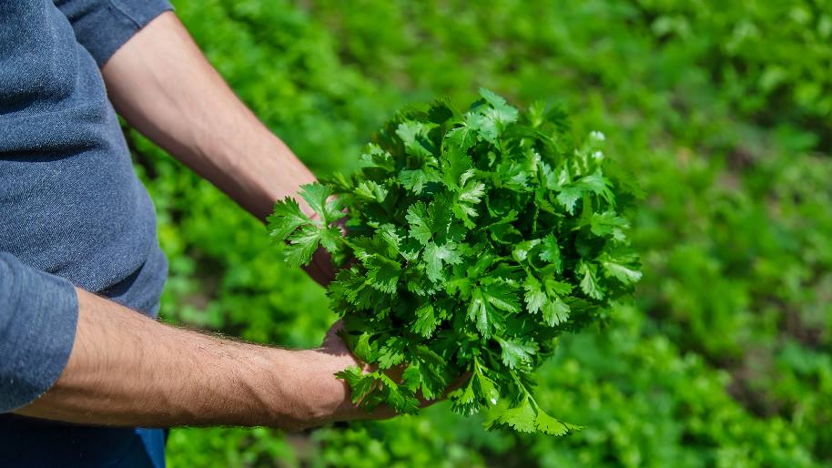 Parsley